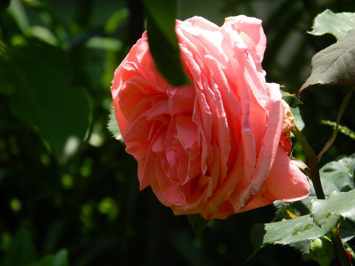 DSCN9065 - MAI_2_2014