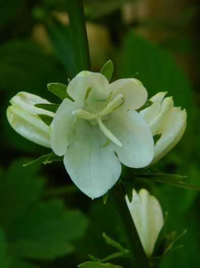 DSCN9075 - MAI_2_2014