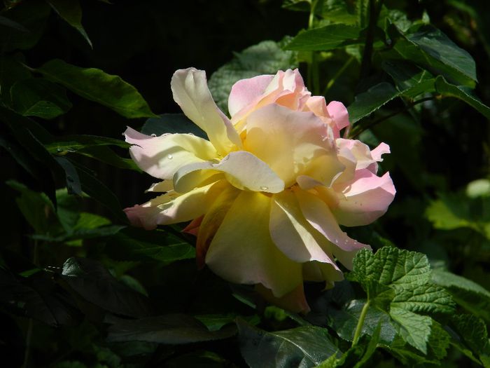 DSCN9096 - MAI_2_2014