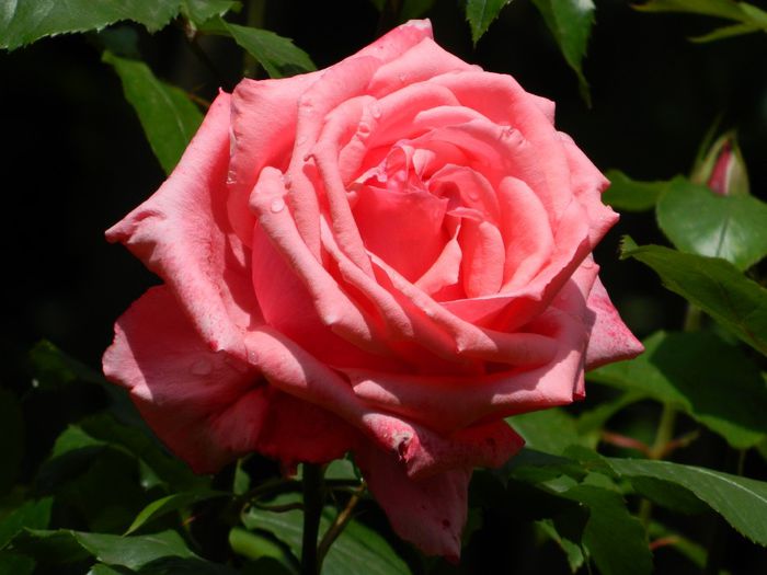 DSCN9097 - MAI_2_2014