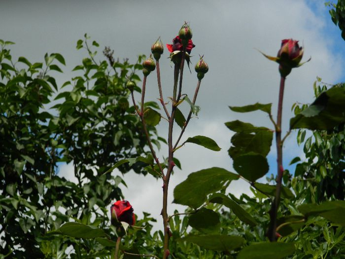 DSCN9098 - MAI_2_2014