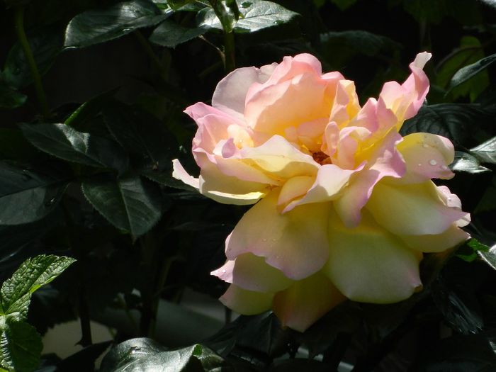 DSCN9102 - MAI_2_2014