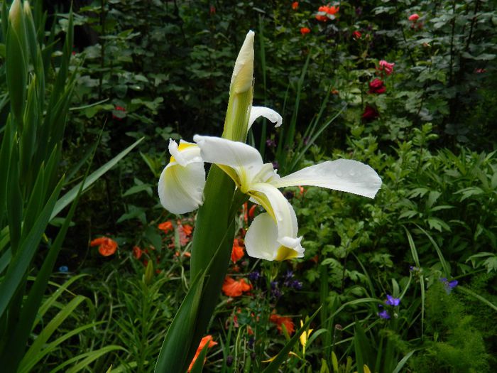 DSCN9103 - MAI_2_2014