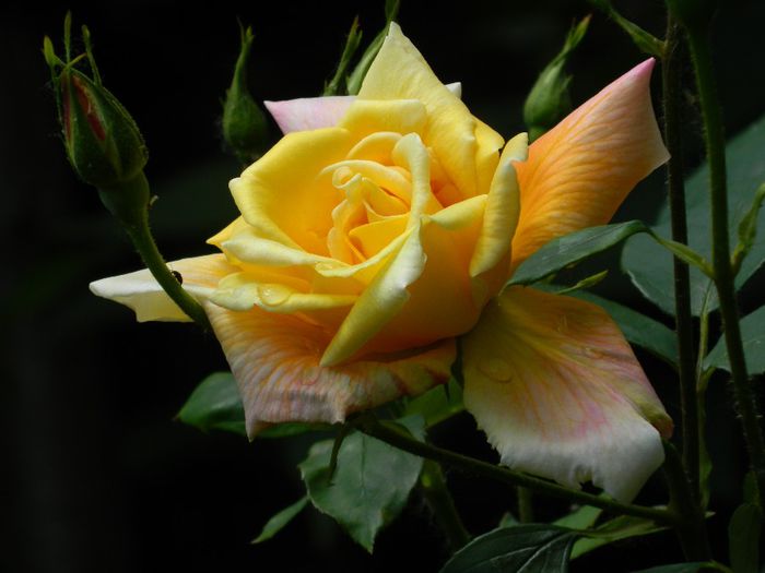 DSCN9106 - MAI_2_2014