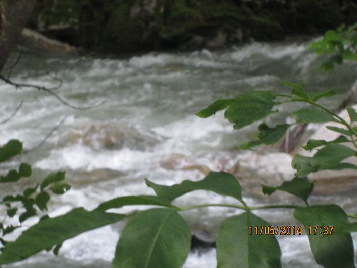 IMG_4963 - Cheile Sohodolului in mai