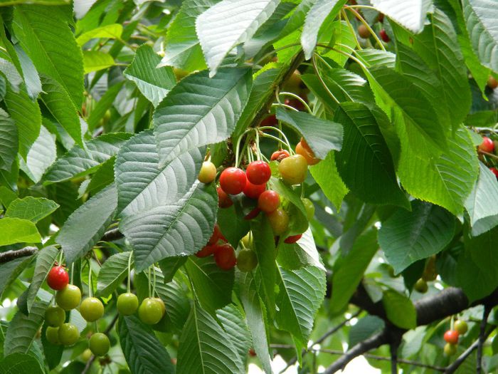 DSCN9108 - MAI_2_2014