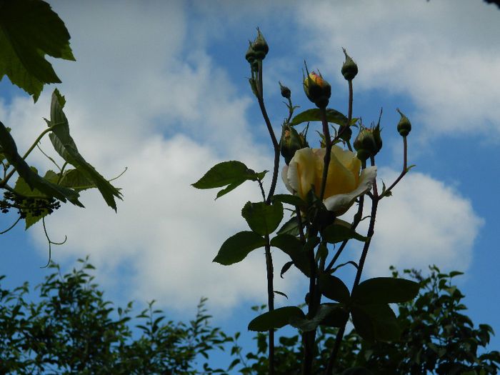 DSCN9111 - MAI_2_2014