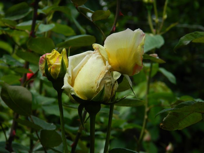 DSCN9112 - MAI_2_2014