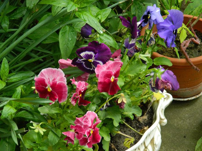 DSCN9113 - MAI_2_2014