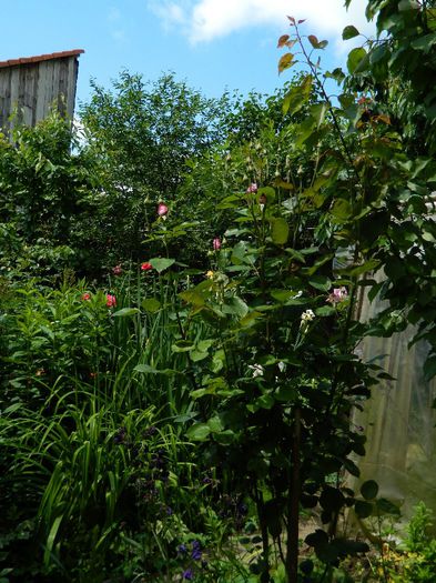 DSCN9125 - MAI_2_2014