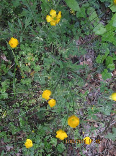 IMG_4989 - Cheile Sohodolului in mai