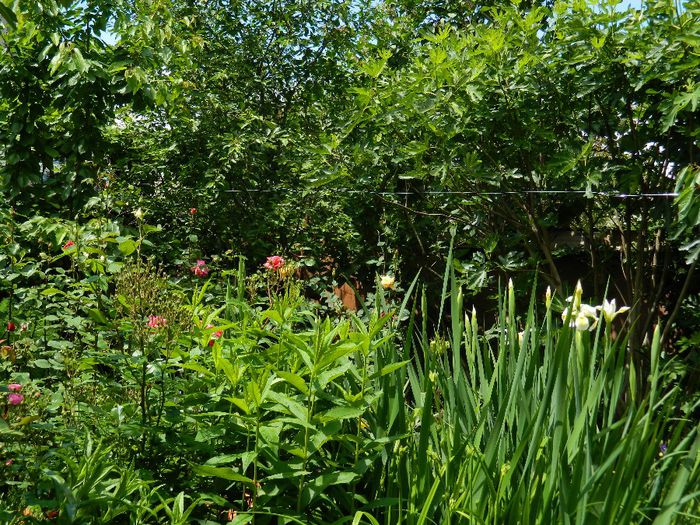 DSCN9126 - MAI_2_2014