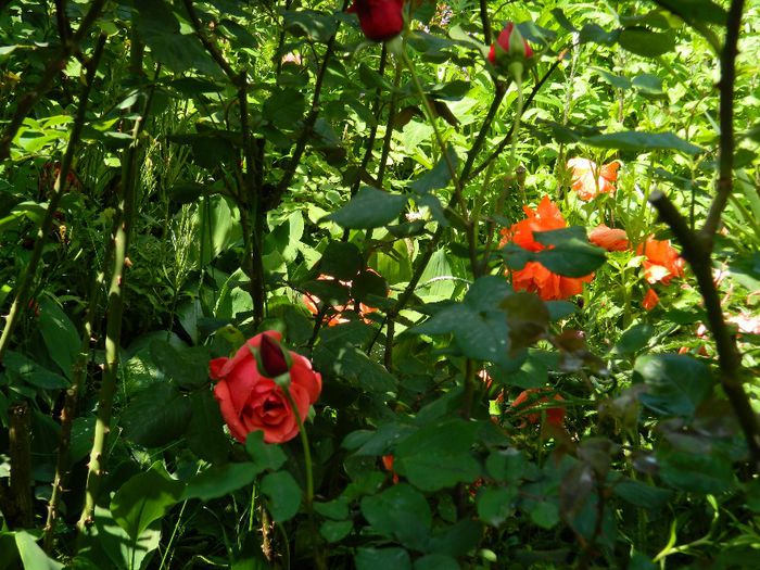 DSCN9129 - MAI_2_2014