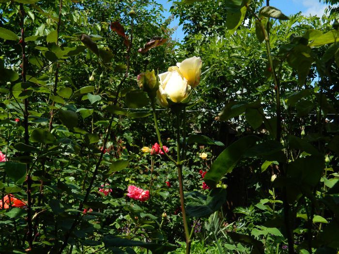 DSCN9132 - MAI_2_2014