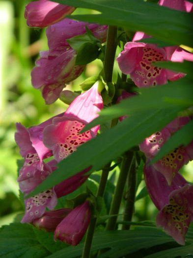 DSCN9136 - MAI_2_2014