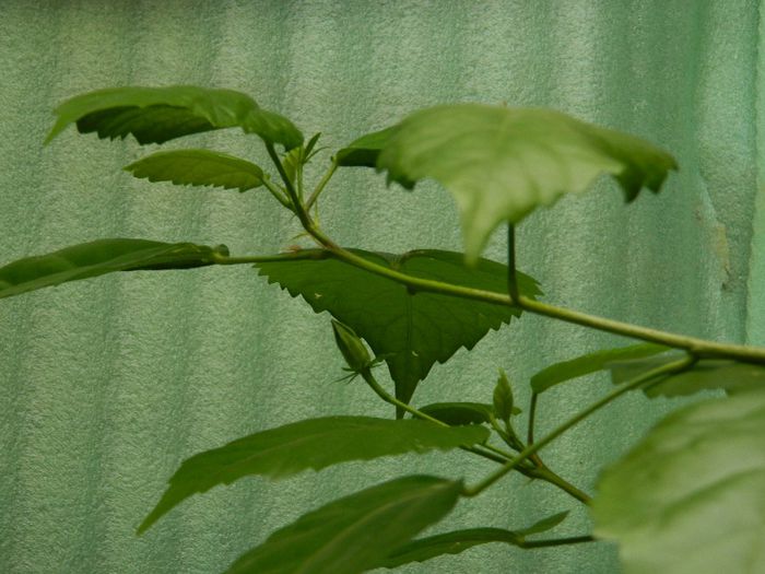 DSCN9150 - MAI_2_2014