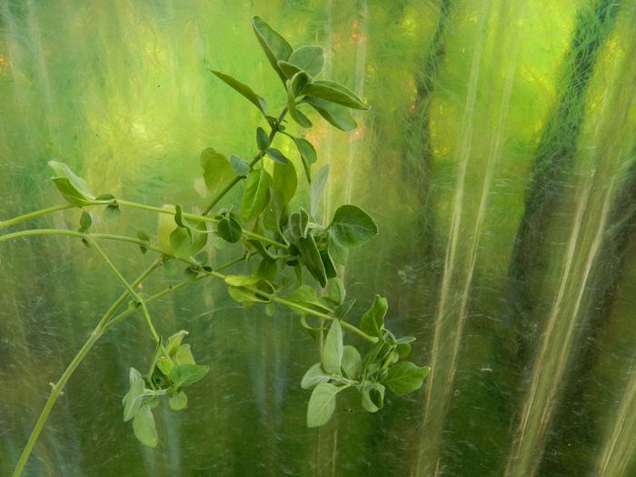 DSCN9152 Ileanap .? - MAI_2_2014