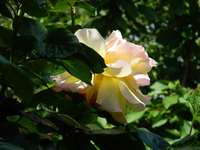 DSCN9154 - MAI_2_2014