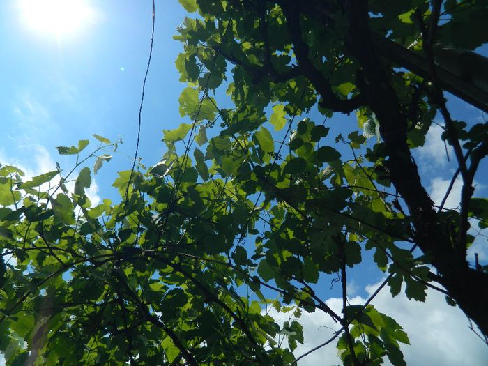 DSCN9163 - MAI_2_2014