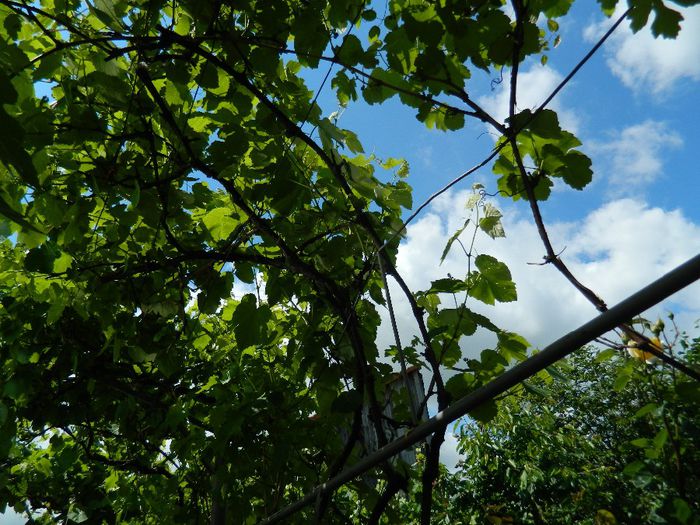 DSCN9164 - MAI_2_2014