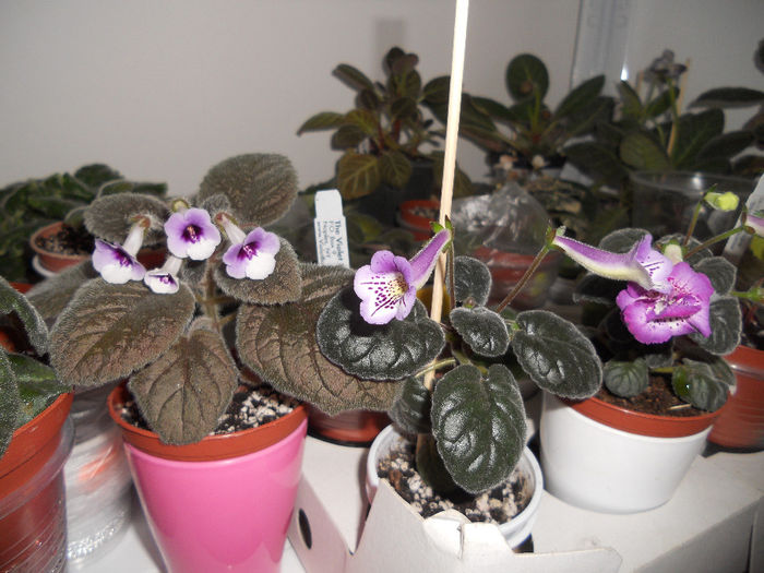 DSCN6641 - Sinningia 2014