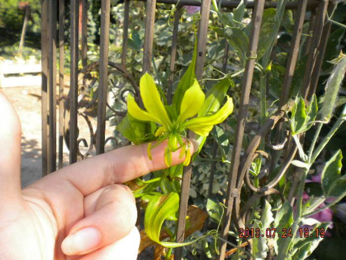 Gloriosa greenii - a-alte seminte rare