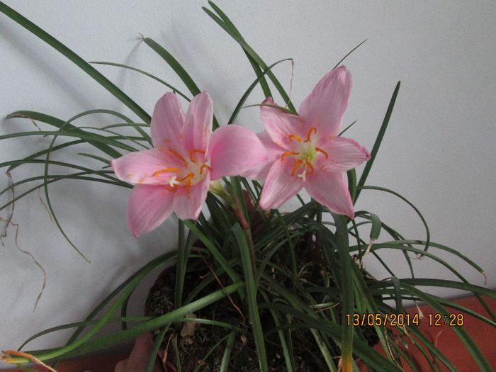 IMG_5107 - Floricelele mele