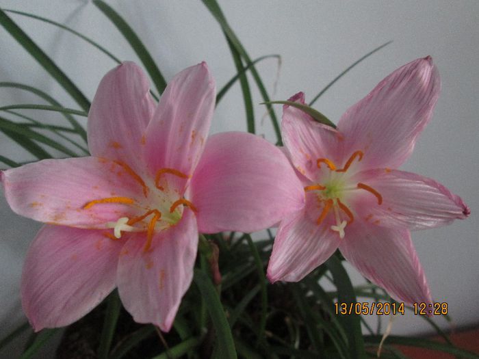 IMG_5108 - Floricelele mele