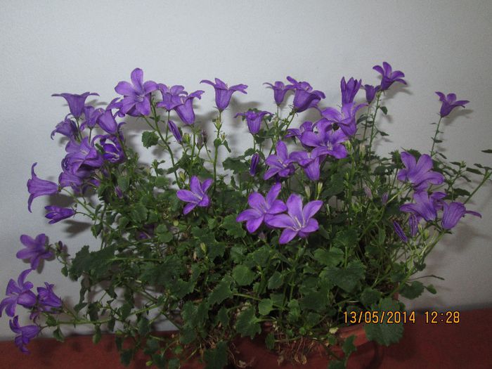 IMG_5109 - Floricelele mele