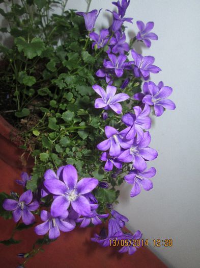 IMG_5111 - Floricelele mele