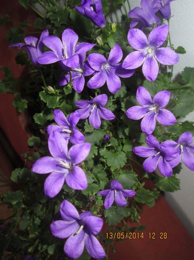 IMG_5112 - Floricelele mele