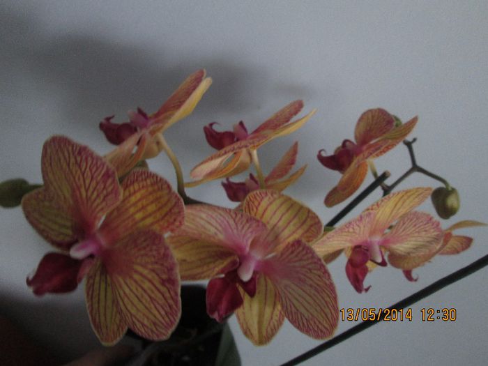 IMG_5120 - Floricelele mele