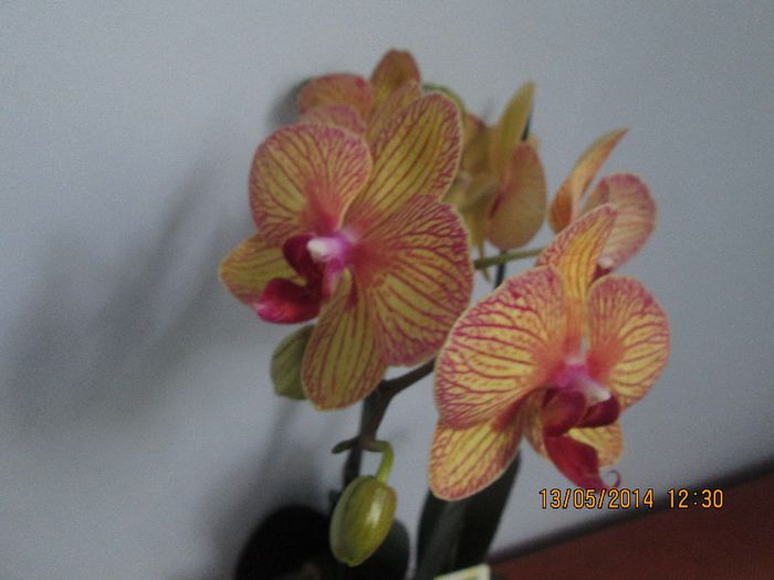 IMG_5121 - Floricelele mele