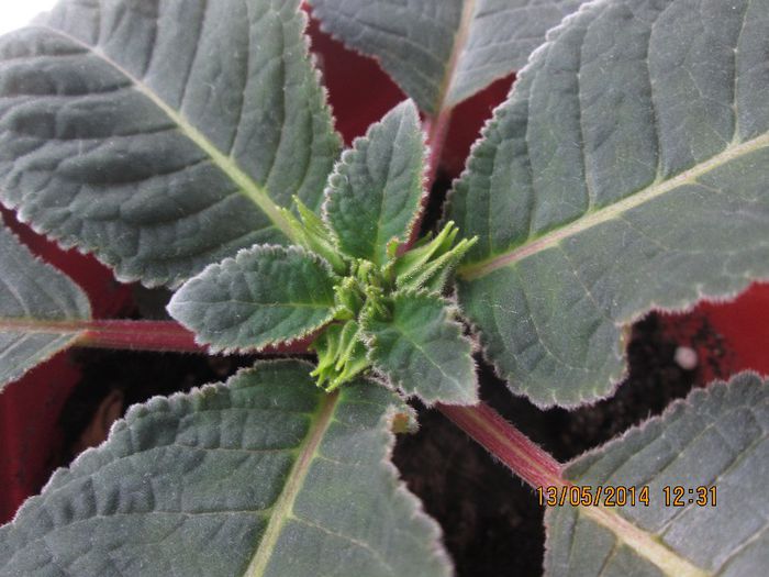 IMG_5123 - Floricelele mele