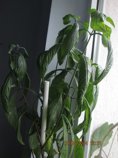 IMG_5126 - Floricelele mele