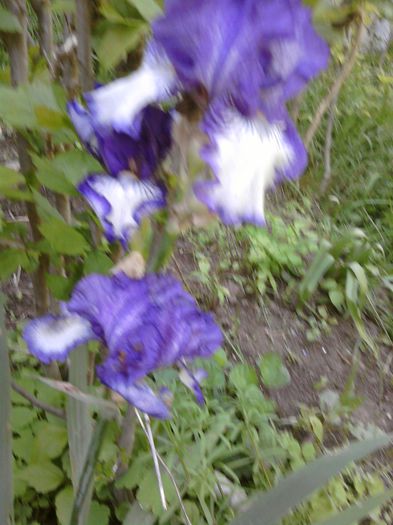 042-iris - mai in gradina