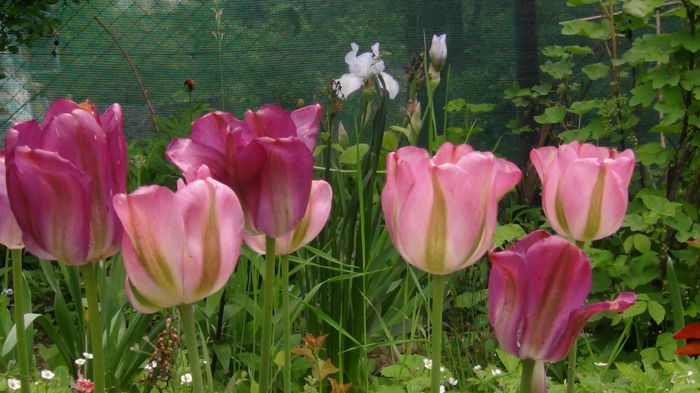 lalelele trec, irisii vin