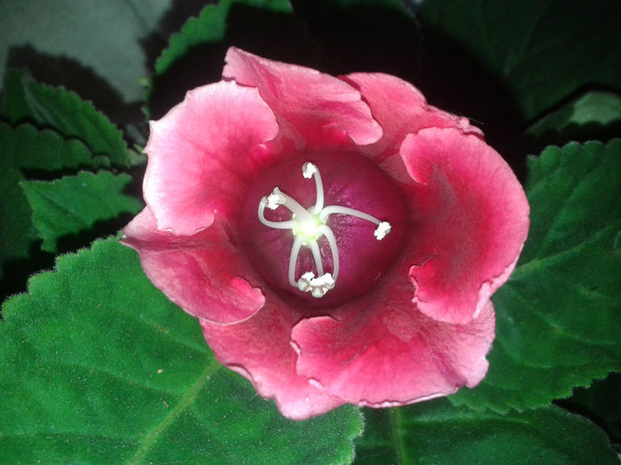 20140513_180409 - gloxinia 2014