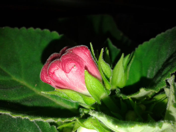 20140510_151511 - gloxinia 2014