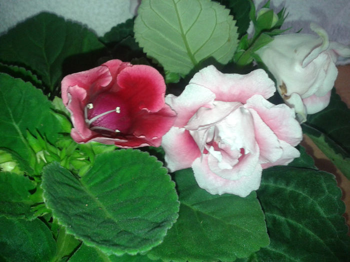 20140513_180301 - gloxinia 2014