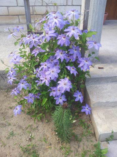 20140513_183106 - Clematite