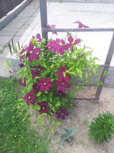 20140513_183112 - Clematite