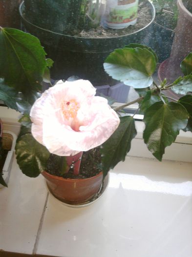 029 - HIBISCUS 2013-2014