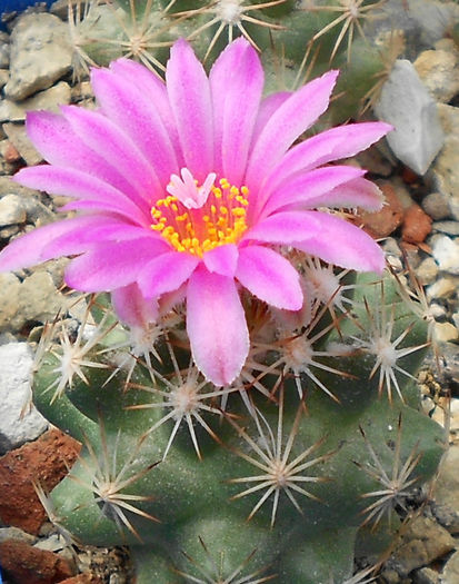 escobaria hesterii - b1-cactusi 2014
