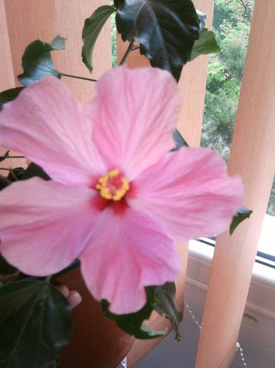 004 - HIBISCUS 2013-2014