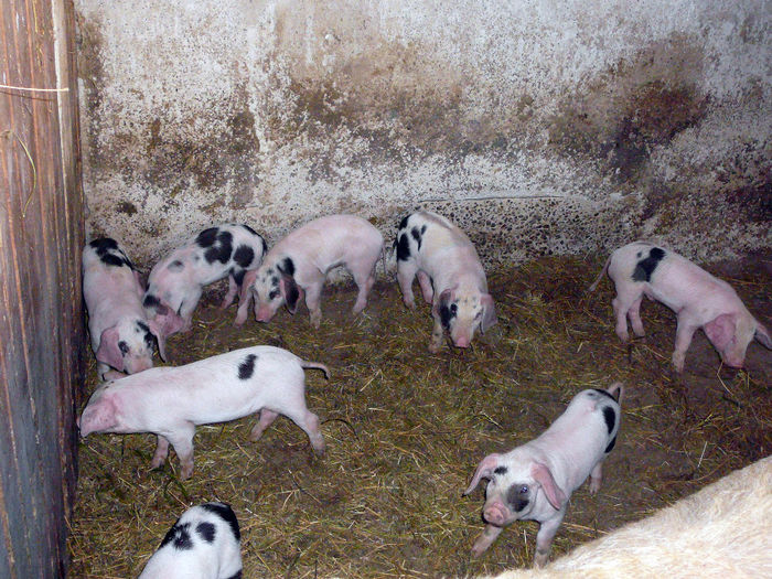 actualizare din 13.05.2014 - w_13_0_PORCI 2010-2018