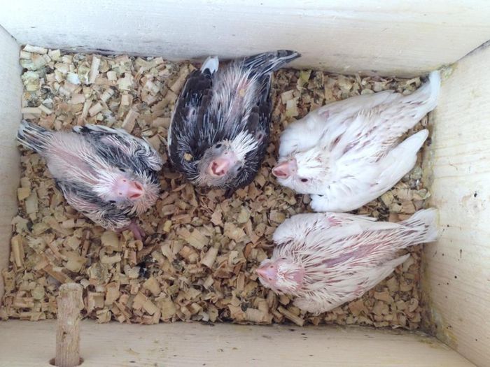 10277535_571033806344898_888386489053400845_n