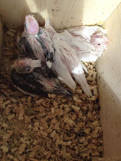 10296641_571033853011560_4294801738826408788_n