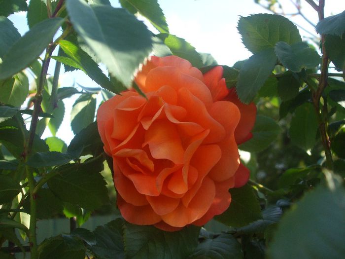 Westerland