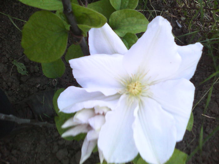 prima clematita inflorita pe 13 mai  2014